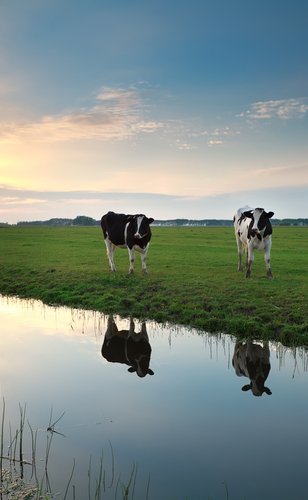 Foto van koeien in een weiland 