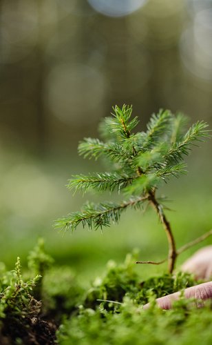 Foto van een klein boompje die vastgehouden wordt in twee handen